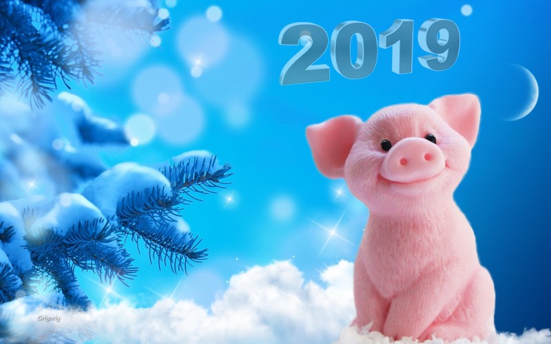 Китайский гороскоп на год Желтой Земляной Свиньи. Кому повезет в 2019 году: предсказание удачи на год Свиньи для всех знаков восточного гороскопа.