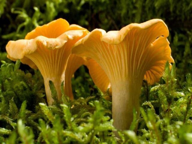 14 самых известных грибных мест Новосибирска и области