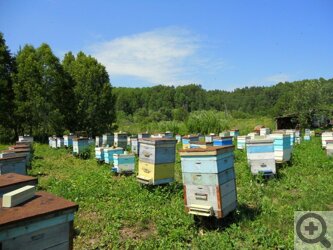 Продукты для Великого поста в продуктовой корзинке Сибмамы