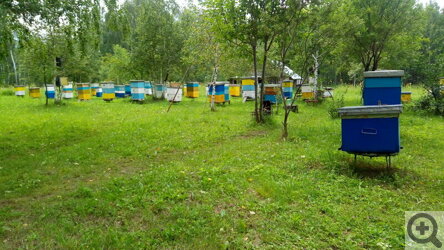 Продукты для Великого поста в продуктовой корзинке Сибмамы