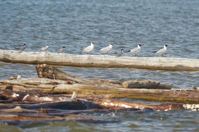 ����� ���������������� � ��� ����� - �������.