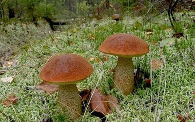 14 самых известных грибных мест Новосибирска и области